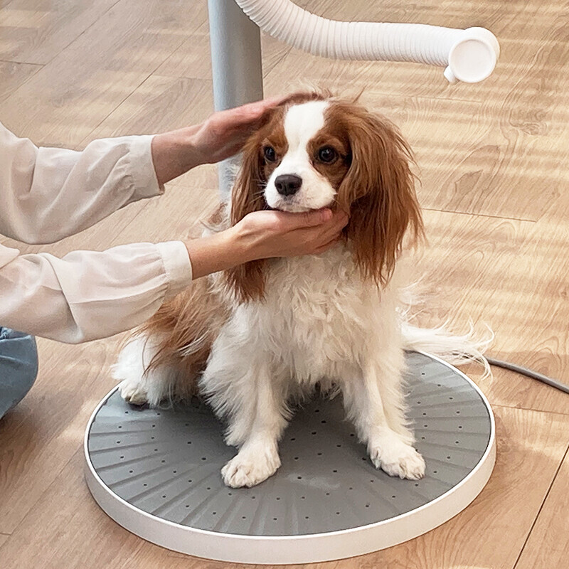 (주)메쉬,듀얼팬 펫드라이기 벨로펠로 bellopelo